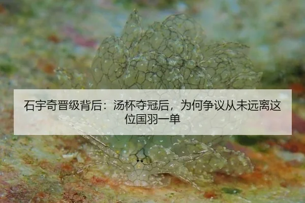 石宇奇晋级背后：汤杯夺冠后，为何争议从未远离这位国羽一单
